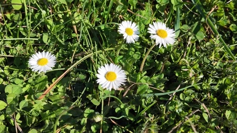 White daisies in green grass. Stock Footage 317680868