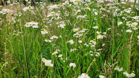 White daisies in the meadow field Stock Footage 338423169