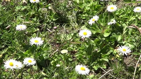 White daisies on meadow 動画素材 334678776