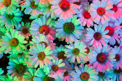 White daisies with multiple colored lights shining on the surface of the patc Stock Photos