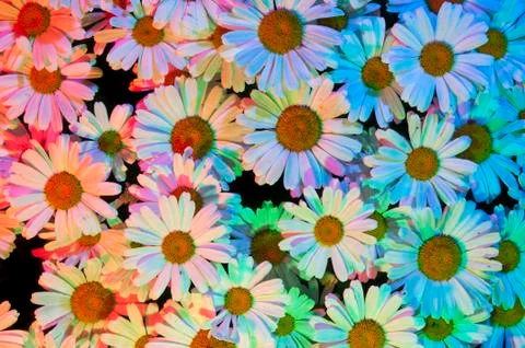 White daisies with multiple colored lights shining on the surface of the patc Stock Photos