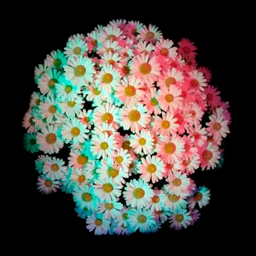 White daisies with multiple colored lights shining on the surface of the patc Foto stock