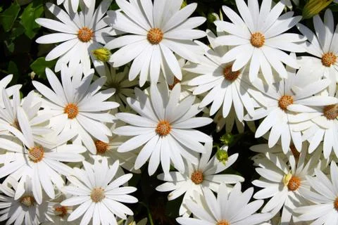 White daisies Stock Photos