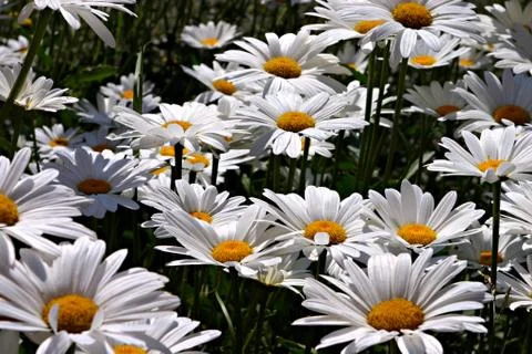 White daisies Stock Photos