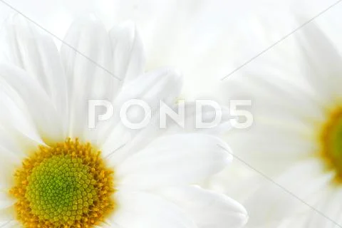 White daisies Stock Photos