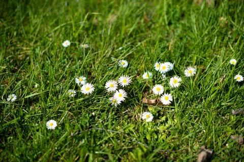 White daisies Stock Photos