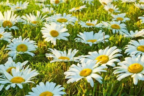 White daisies Stock Photos