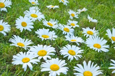 White daisies Stock Photos