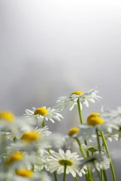 White daisies Stock Photos