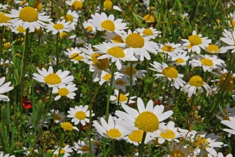 White daisies Stock Photos