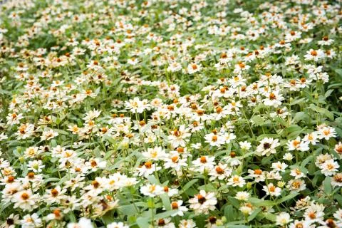 White daisies Stock Photos