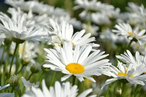 White daisies Stock Photos