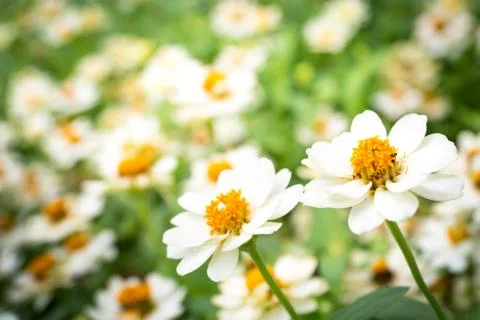 White daisies Stock Photos