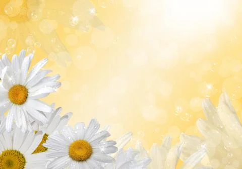 White daisies Stock Photos