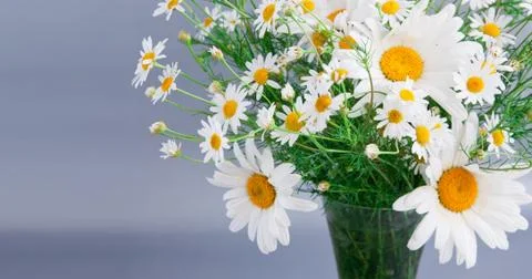 White daisies Stock Photos