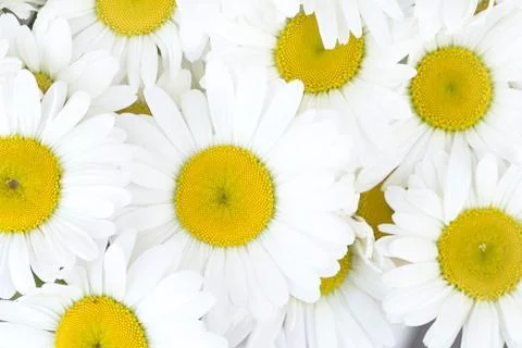 White daisies Фото