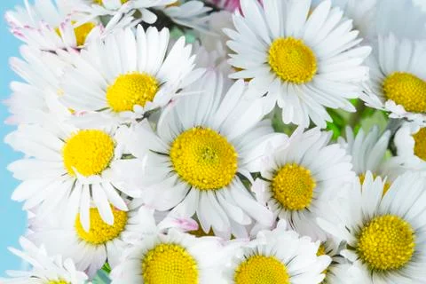 White daisies Stock Photos