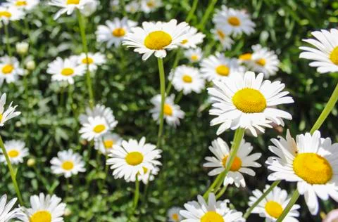White daisies Stock Photos
