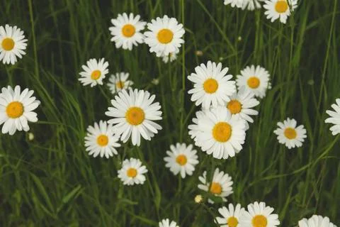 White daisies Stock Photos