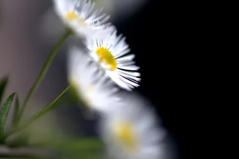 White daisies. Stock Photos