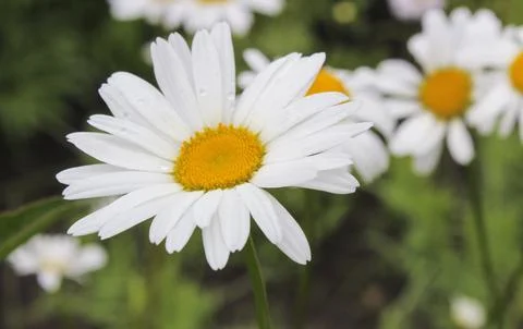 White daisies Stock Photos