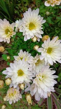 White daisies Foto stock