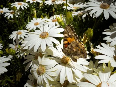 White daisies Stock Photos