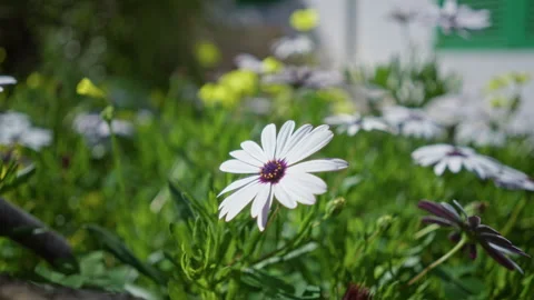 White daisies with purple centers bloom brilliantly in a sunlit garden outd.. Stock Footage 311524310