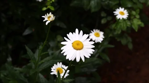 White daisies  in the rain Video stock 156042163