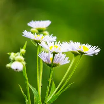 White daisies seen from side Stock Photos