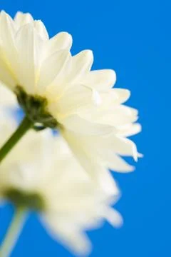 White daisies in the sky Stock Photos