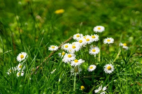 White Daisies in Spring Meadow 写真素材