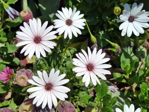 White daisies in the spring Fotos Stock