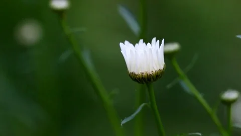 White Daisies in the summer breeze Stock Footage 76252852