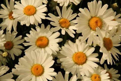 White daisies in sunlight Stock Photos