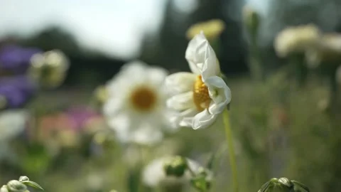 White Daisies Sway In The Wind, Meadow With White Flowers Stock Footage 235196119
