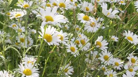 White daisies swaying in the wind Video stock 77198063