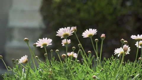 White daisies swaying in the wind Stock Footage 273413097