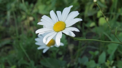 White daisies swaying in the wind Stock video Stock Footage