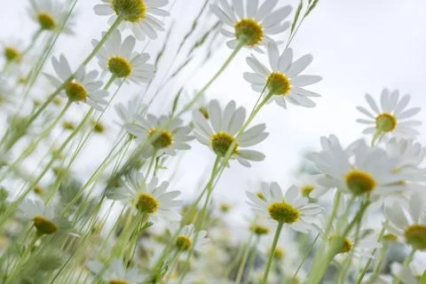 White daisies. View from below Stock-Fotos
