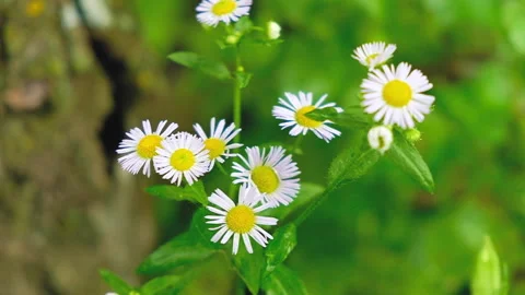 White daisies waving in the wind. Stock Footage 164686700