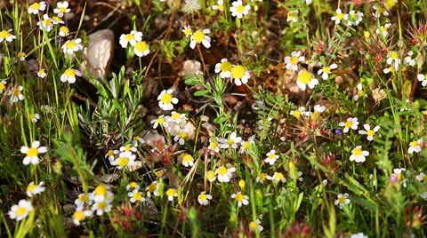 White daisies on a wind Stock Footage 66419970