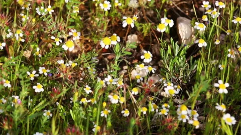 White daisies at wind Stock Footage 92346963
