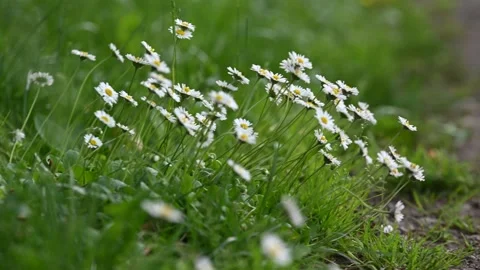 White Daisies in Wind Swaying Close up. Stock Footage 243118543