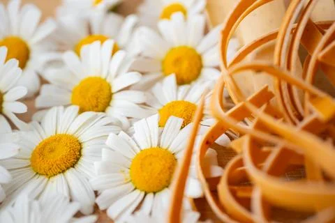 White daisies with yellow centers arranged on a wooden surface alongside cu.. 写真素材