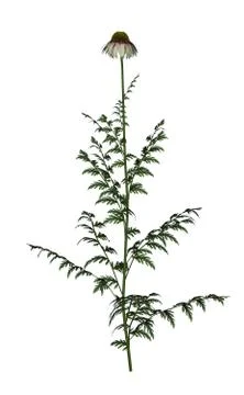 White daisy - 3D render Stock Illustration