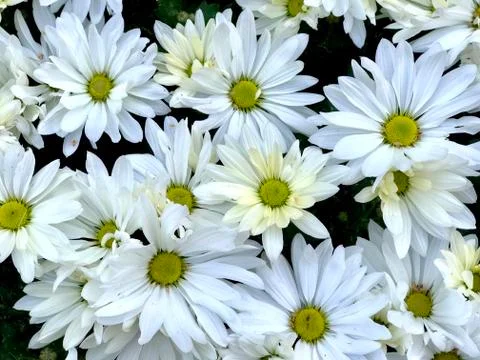White daisy abstract background Stock Photos