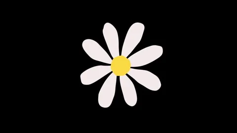 White daisy animation on black background. Stock Footage 335523974