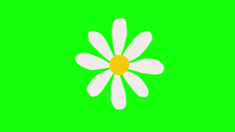 White daisy animation on green background. 스톡 동영상 335525705