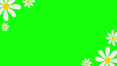 White daisy animation on green background. Stock Footage 335525708